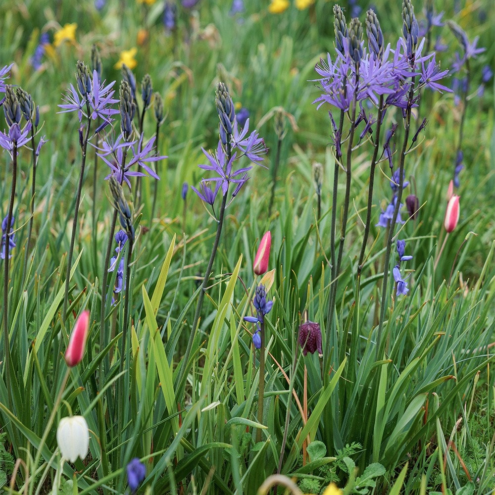 Head gardener's species tulip collection