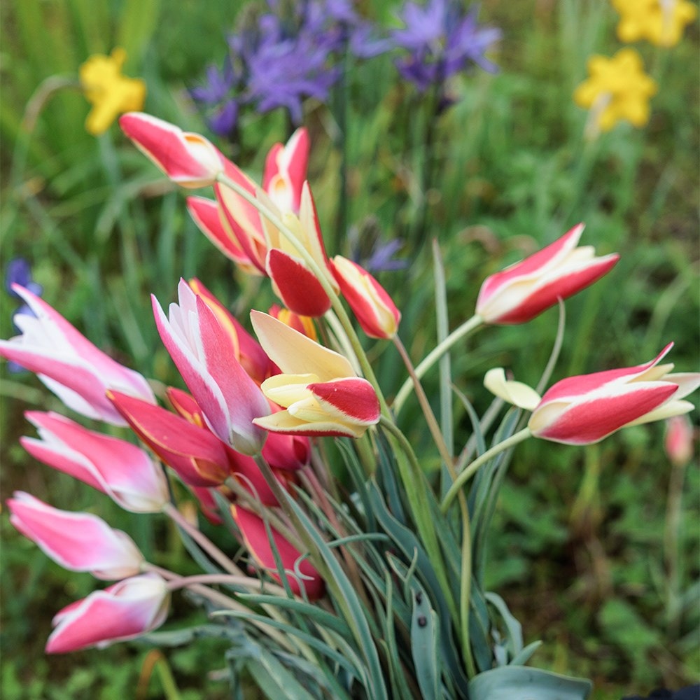 Head gardener's species tulip collection