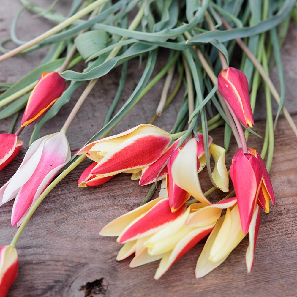 Head gardener's species tulip collection