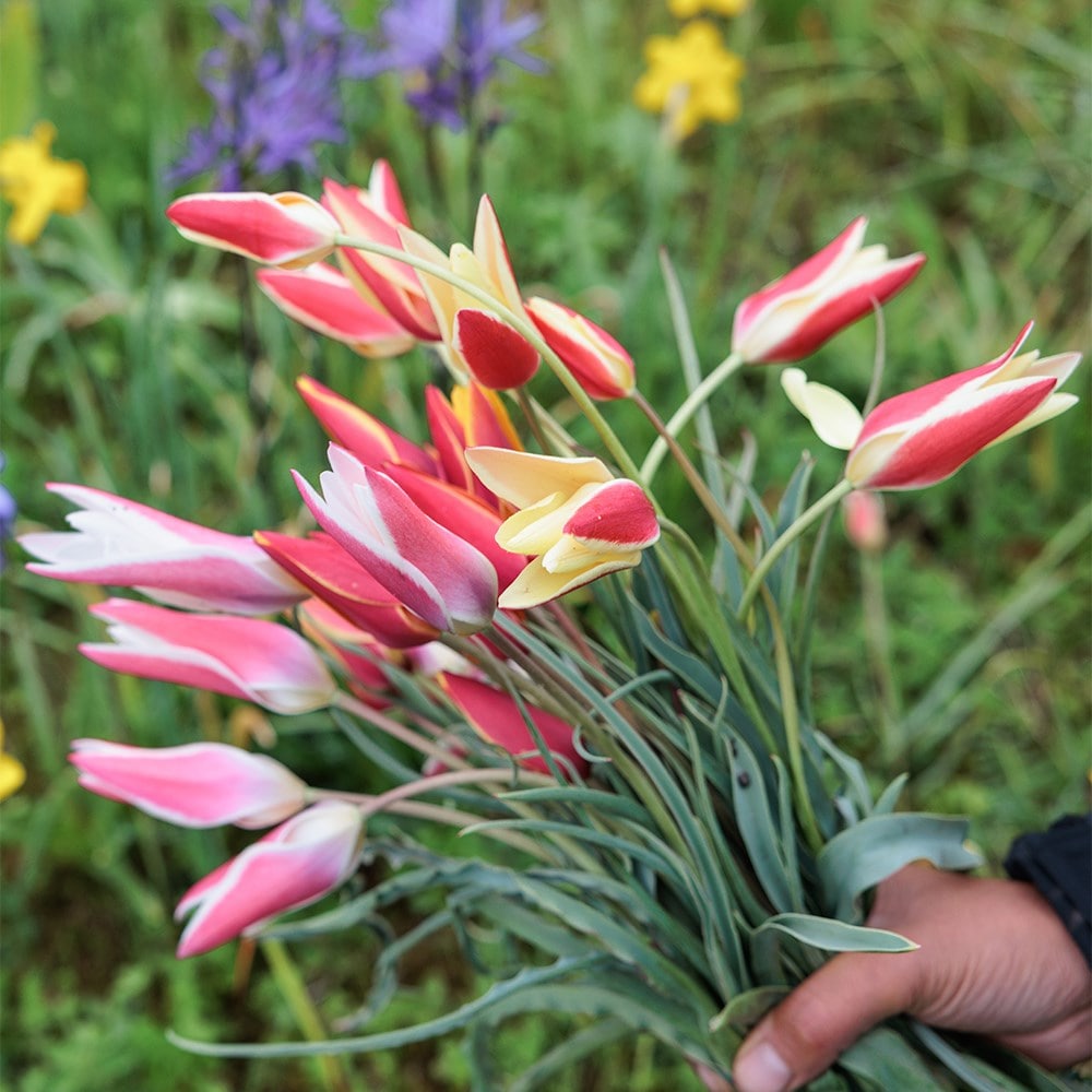 Head gardener's species tulip collection