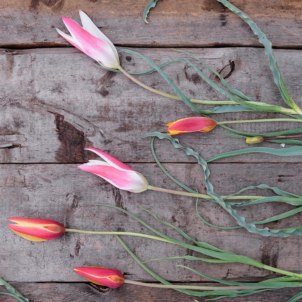 Head gardener's species tulip collection