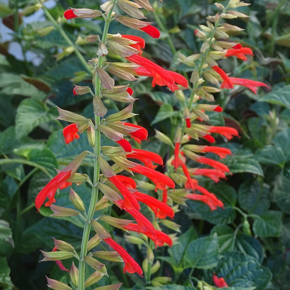 Product options image