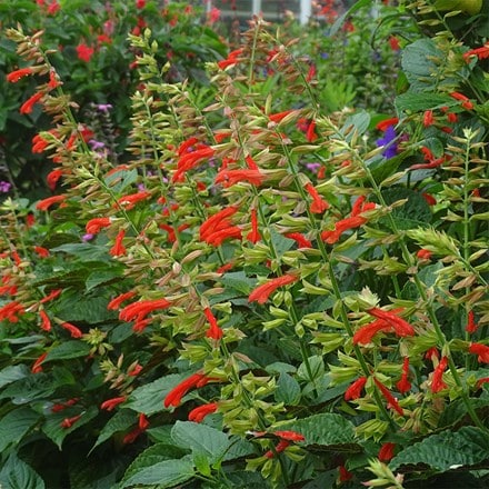 Salvia Tropicolour Sunrise ('Tropog021') (PBR) (Tropicolour Series)