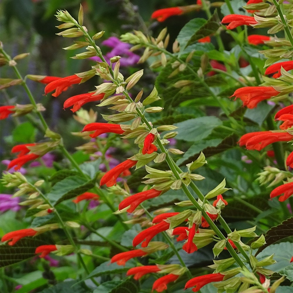 <i>Salvia</i> <b class=small-caps>Tropicolour Sunrise</b> ('Tropog021') (PBR) (Tropicolour Series)