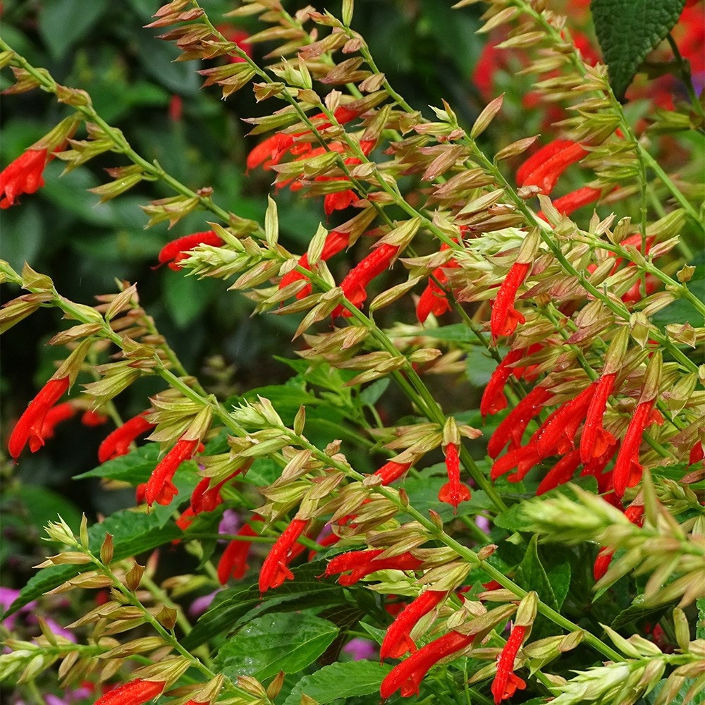 <i>Salvia</i> <b class=small-caps>Tropicolour Sunrise</b> ('Tropog021') (PBR) (Tropicolour Series)