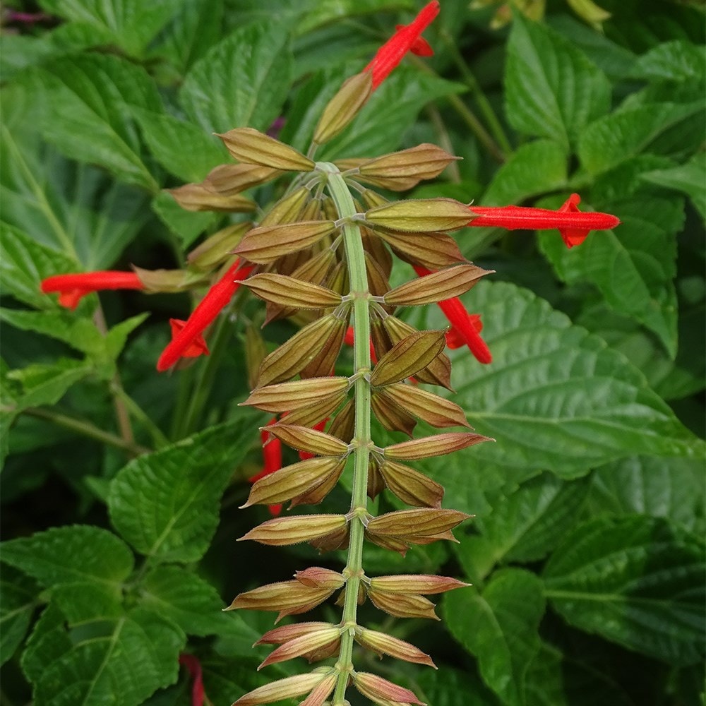 <i>Salvia</i> <b class=small-caps>Tropicolour Sunrise</b> ('Tropog021') (PBR) (Tropicolour Series)