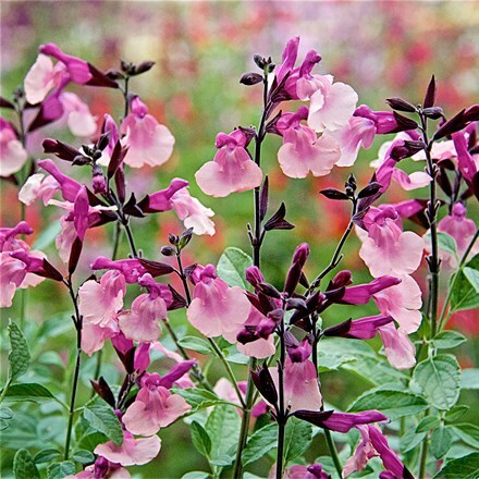 Salvia Peach Melba