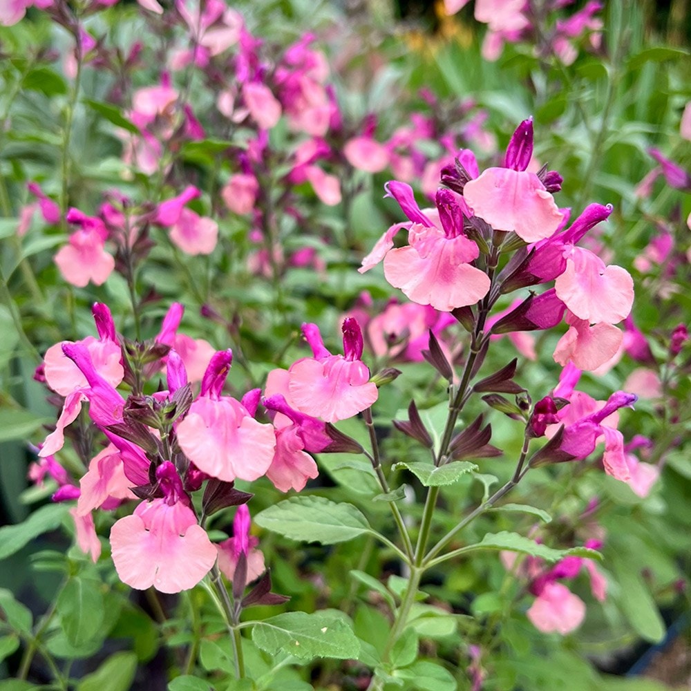 <i>Salvia</i> 'Peach Melba'