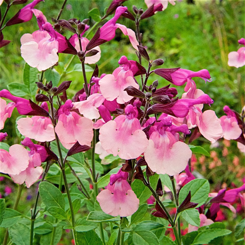 <i>Salvia</i> 'Peach Melba'