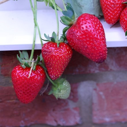 strawberry Mara de Bois