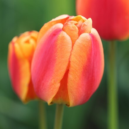 Tulipa Apeldoorn's Elite