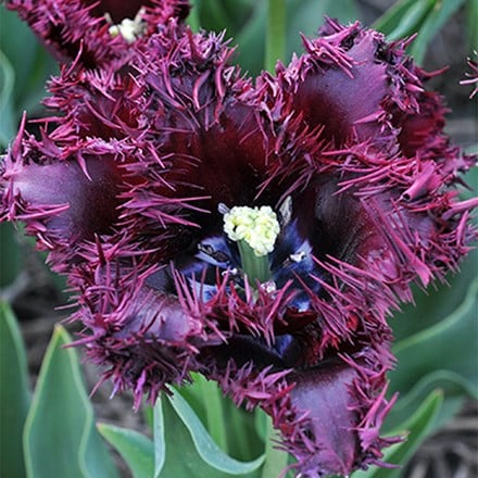 Tulipa Labrador