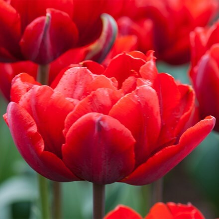Tulipa Red Princess