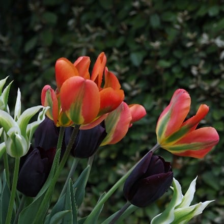 Tulipa Orange Marmalade