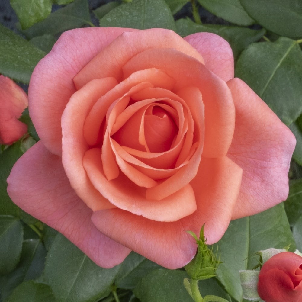 rose (floribunda)