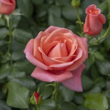Rosa Catherine's Rose