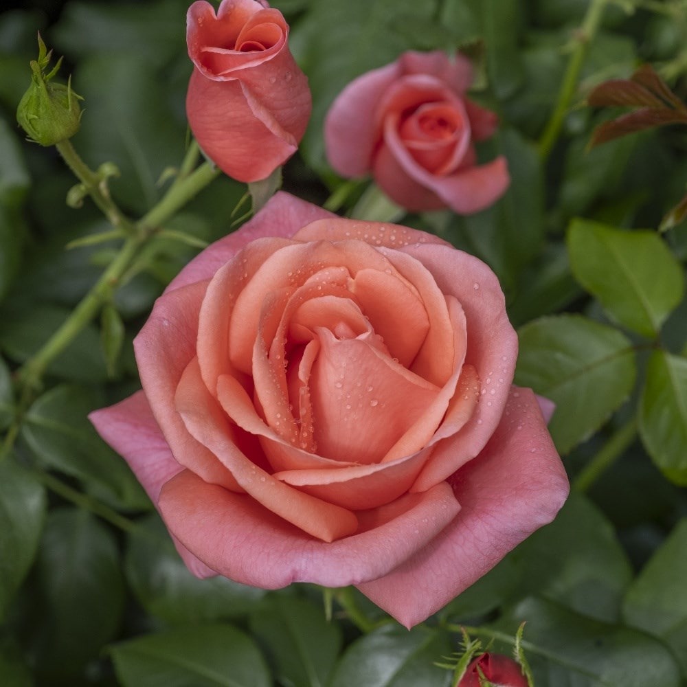 rose (floribunda)