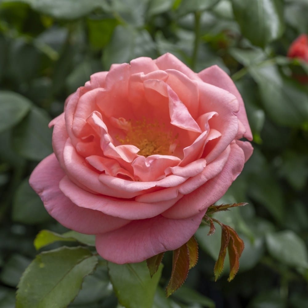 rose (floribunda)