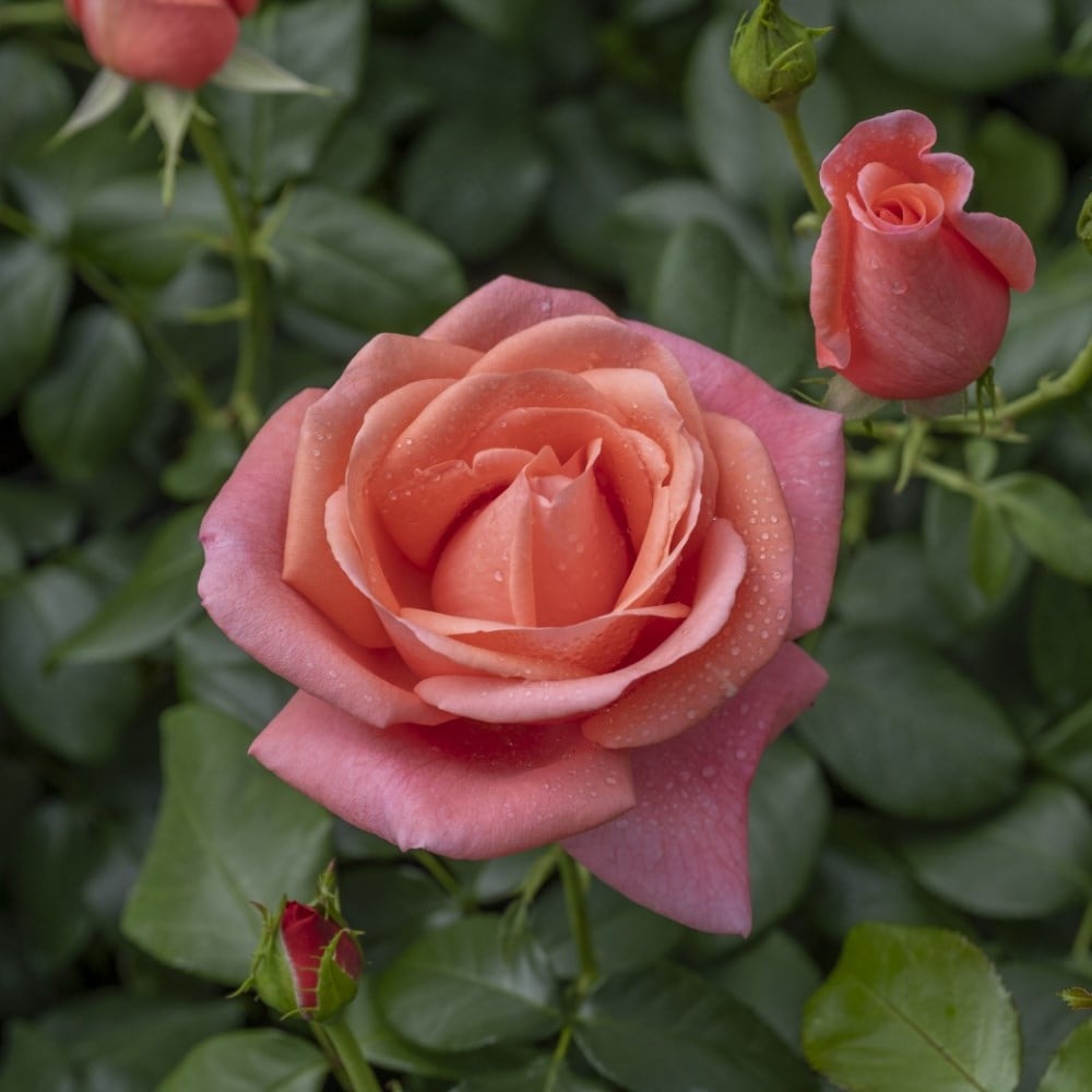 rose (floribunda)