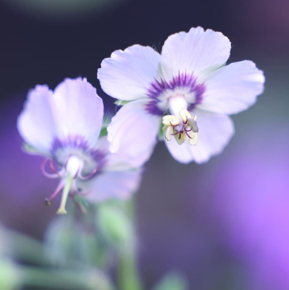 <i>Geranium phaeum</i> 'Wendy's Blush'