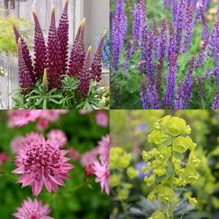 Chelsea showstoppers mini-border collection