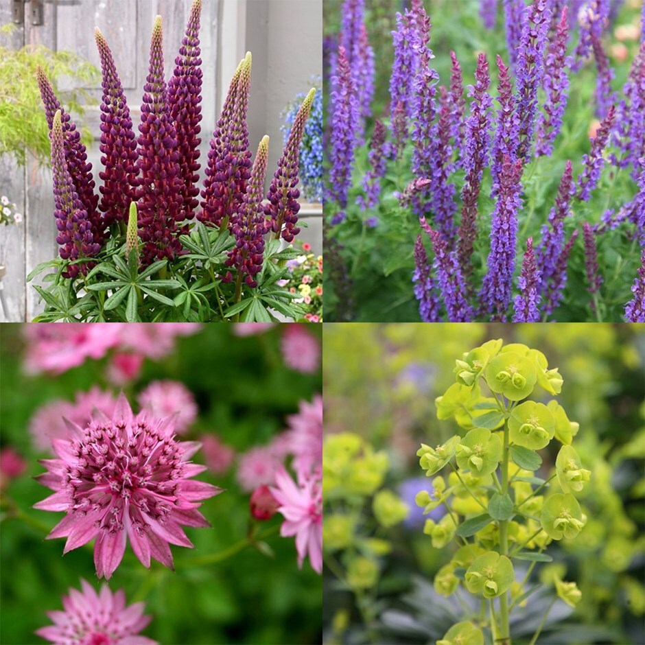 Chelsea showstoppers mini-border collection