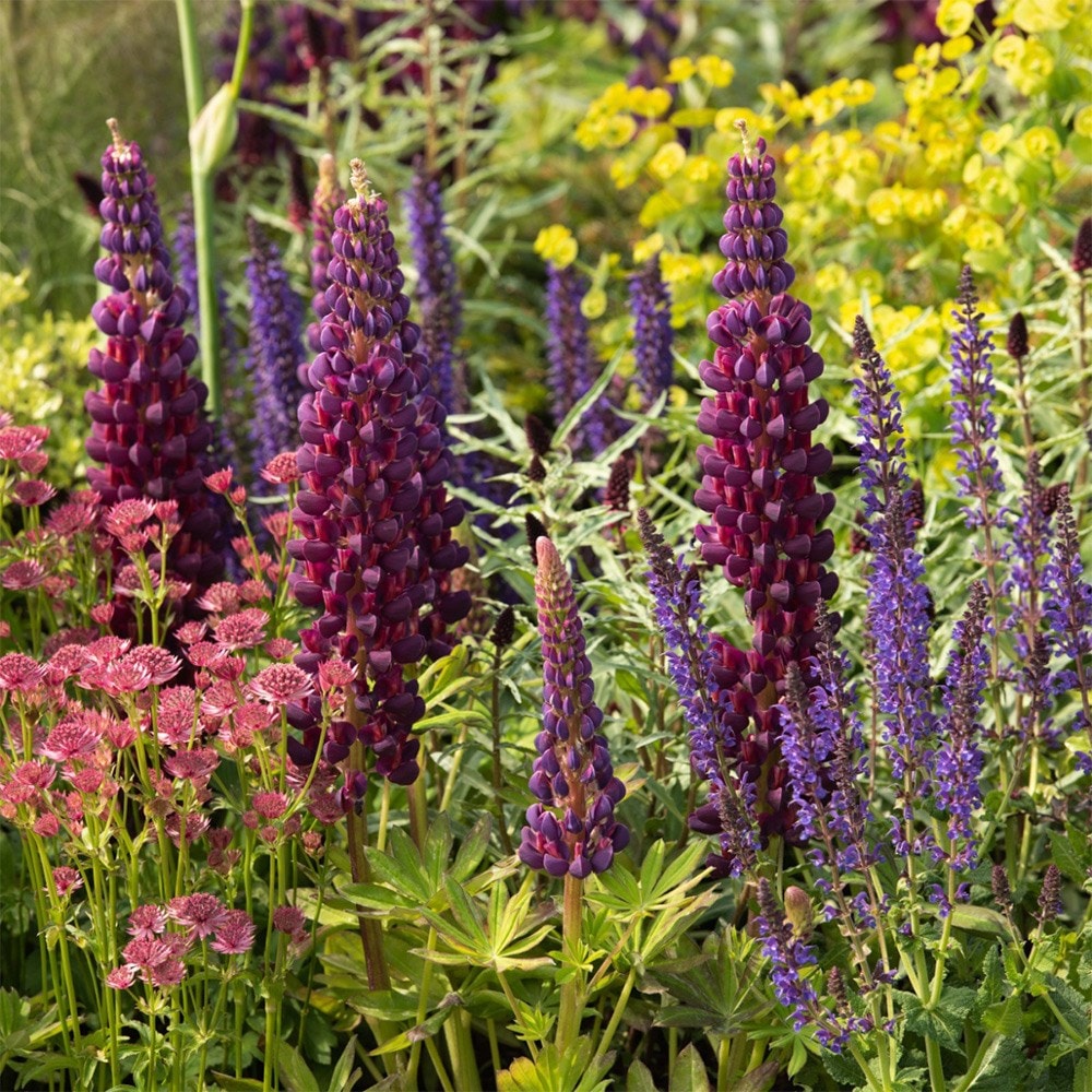 Chelsea showstoppers mini-border collection