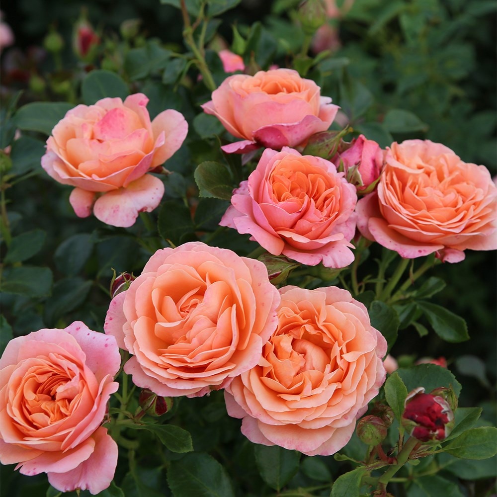 Product options image