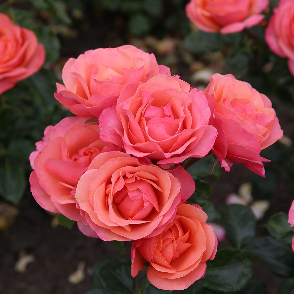 <i>Rosa</i> <b class=small-caps>Coral Gardens®</b> ('Korzwanlio') | Floribunda |  Rose of the Year 2026