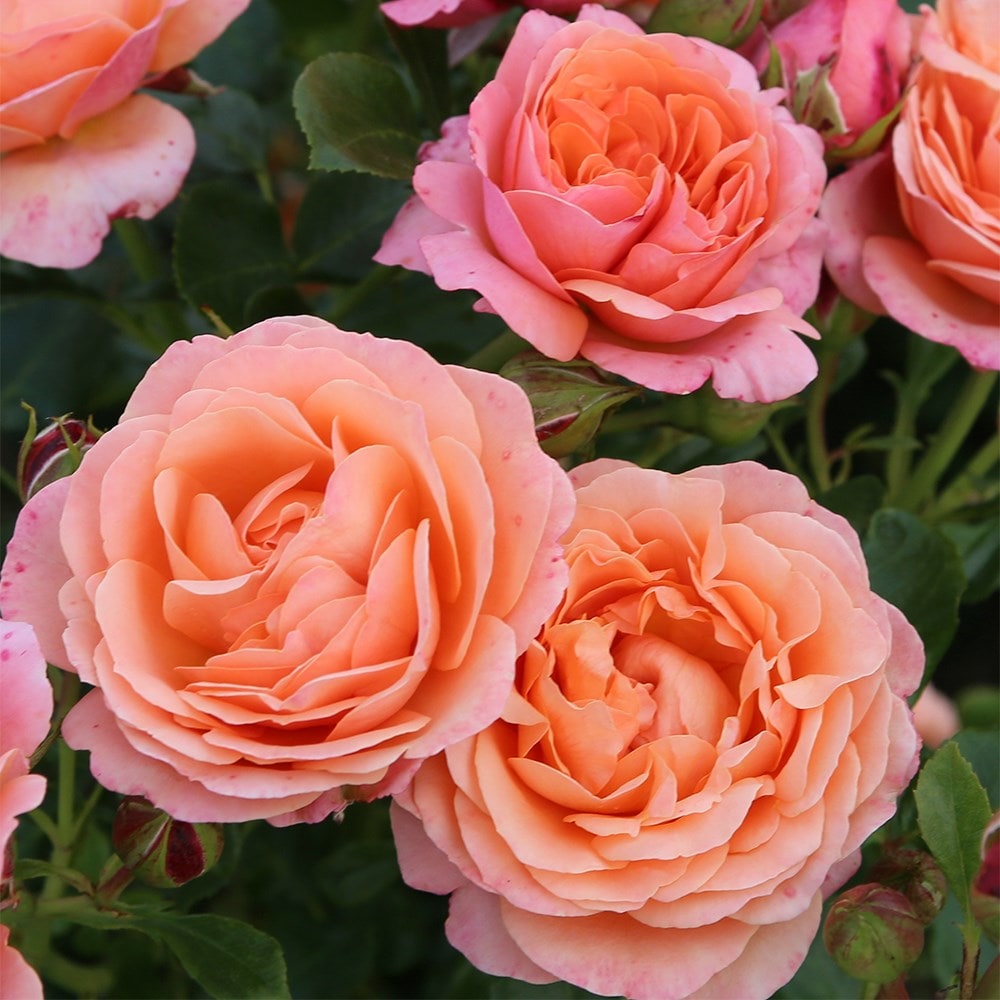 <i>Rosa</i> <b class=small-caps>Coral Gardens®</b> ('Korzwanlio') | Floribunda |  Rose of the Year 2026