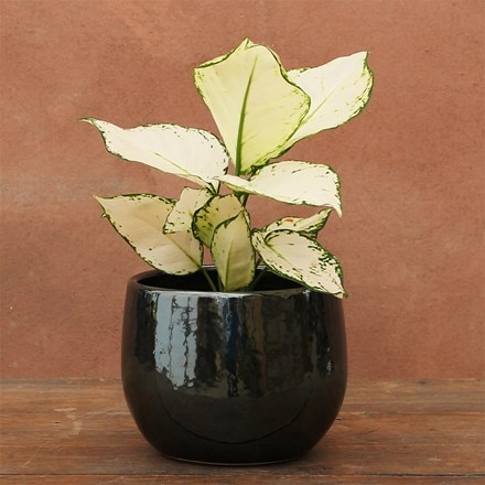 Aglaonema White Joy