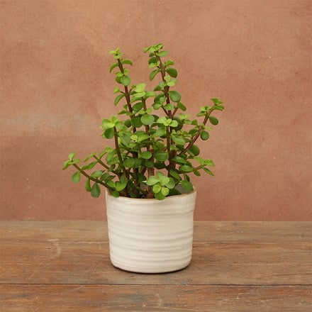 Portulacaria afra