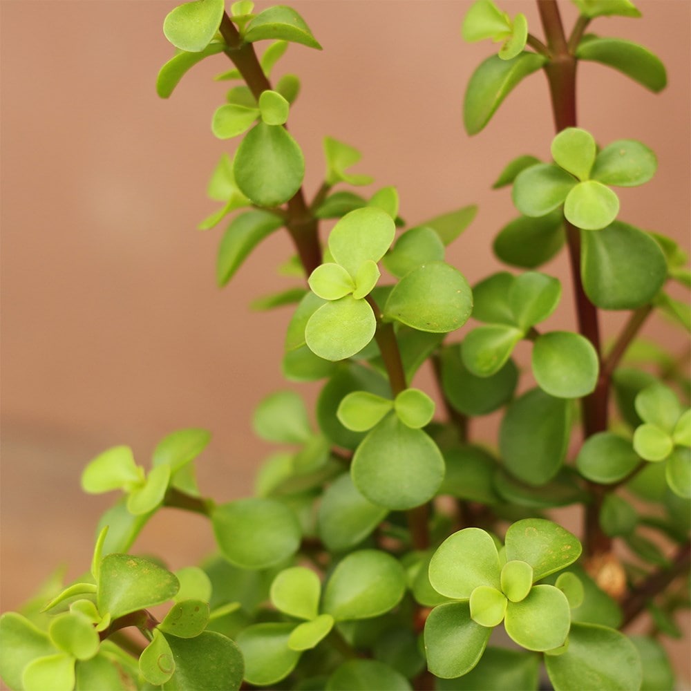 elephant bush