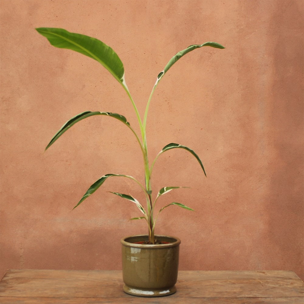 Product options image