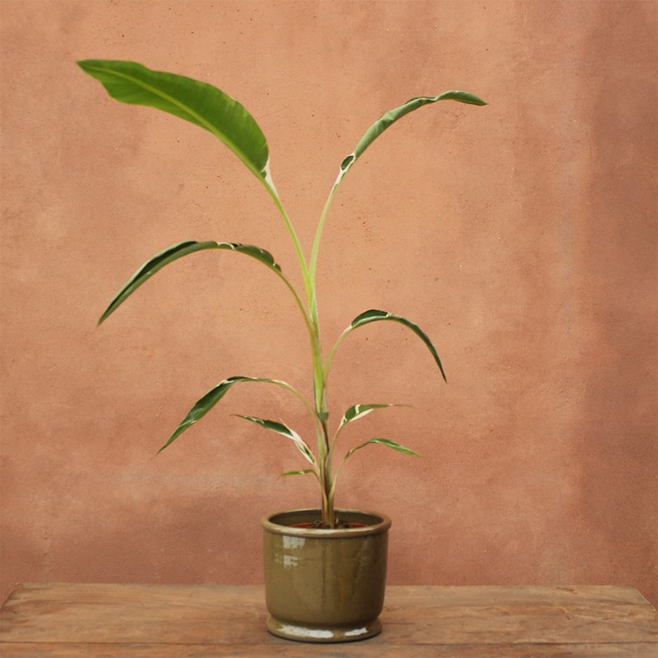 variegated banana