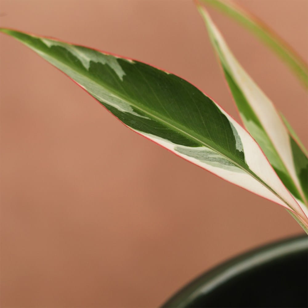 <i>Musa</i> ' Florida Variegata'