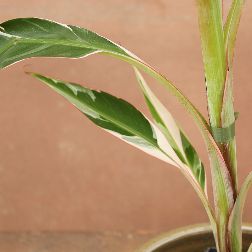 <i>Musa</i> ' Florida Variegata'