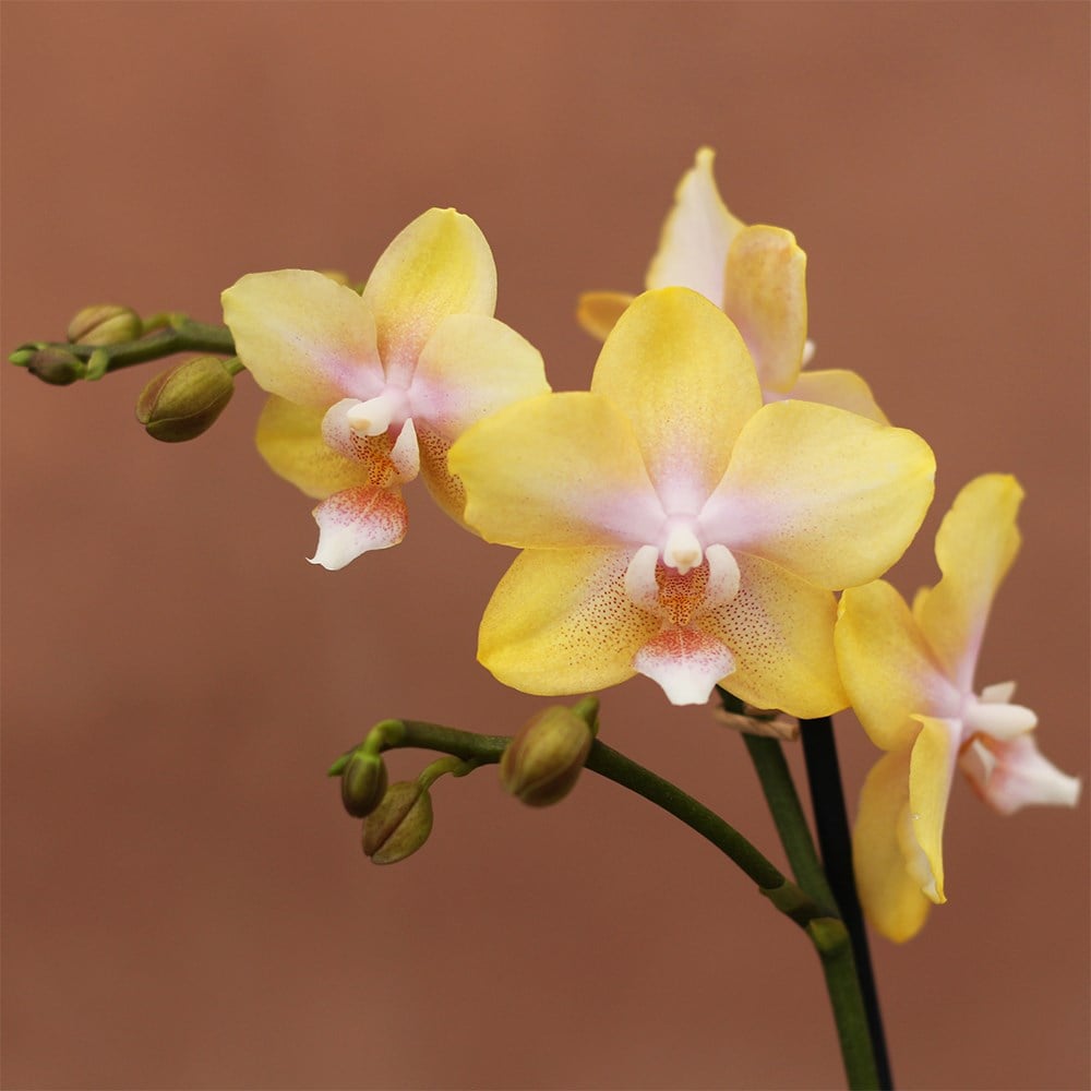 Product options image