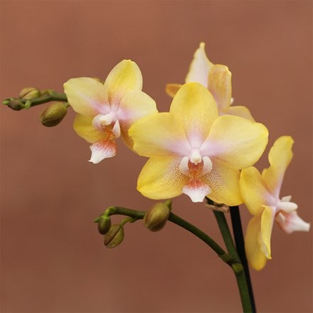 Phalaenopsis Bolgheri Lemon
