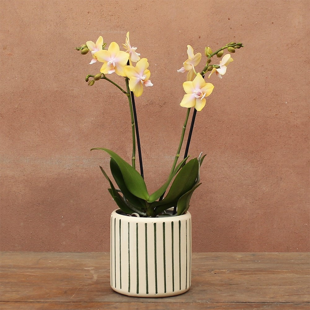 <i>Phalaenopsis</i> 'Bolgheri Lemon'