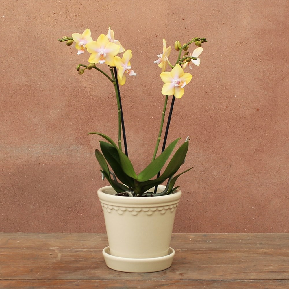 <i>Phalaenopsis</i> 'Bolgheri Lemon'
