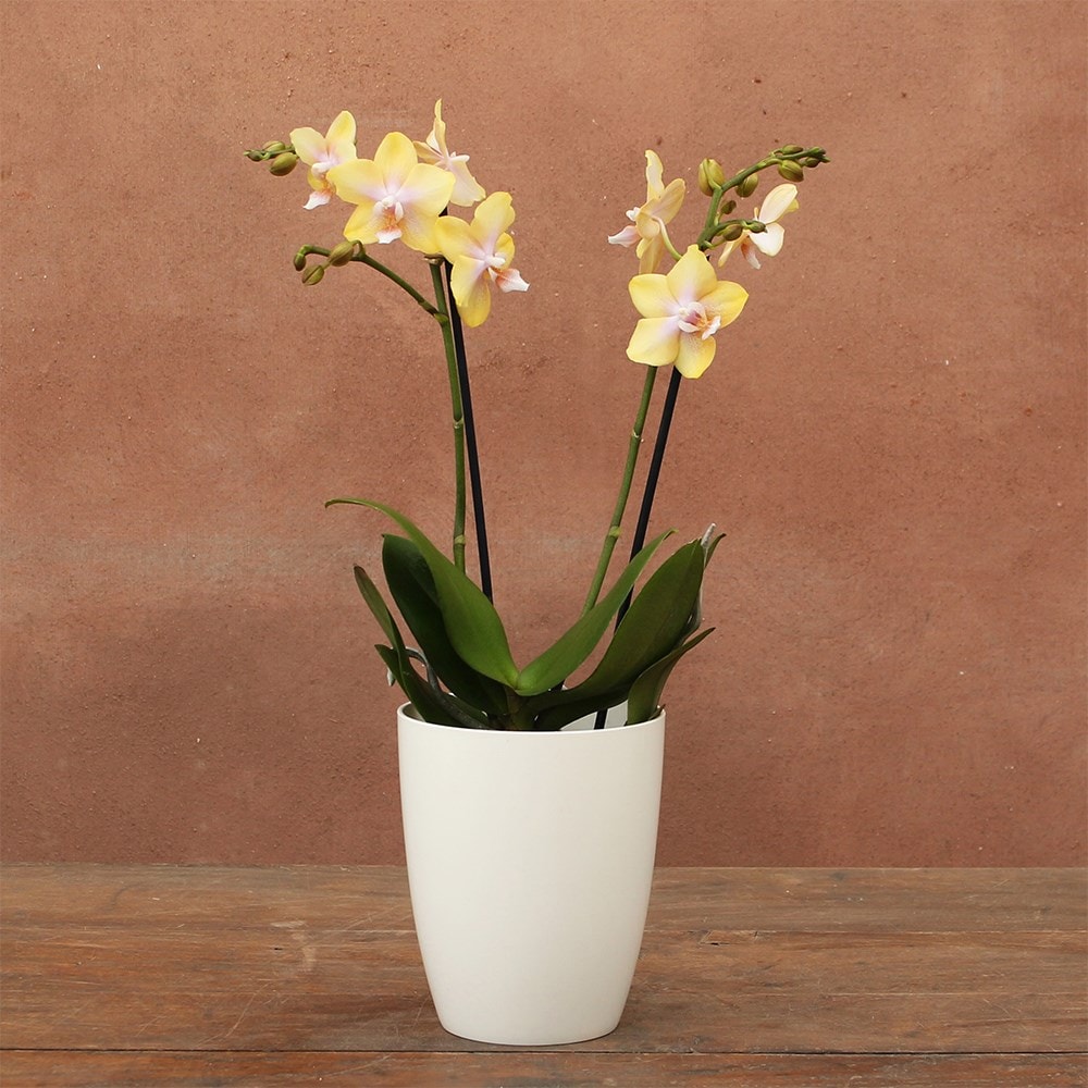 <i>Phalaenopsis</i> 'Bolgheri Lemon'