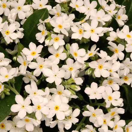 Myosotis sylvatica Sylvia White