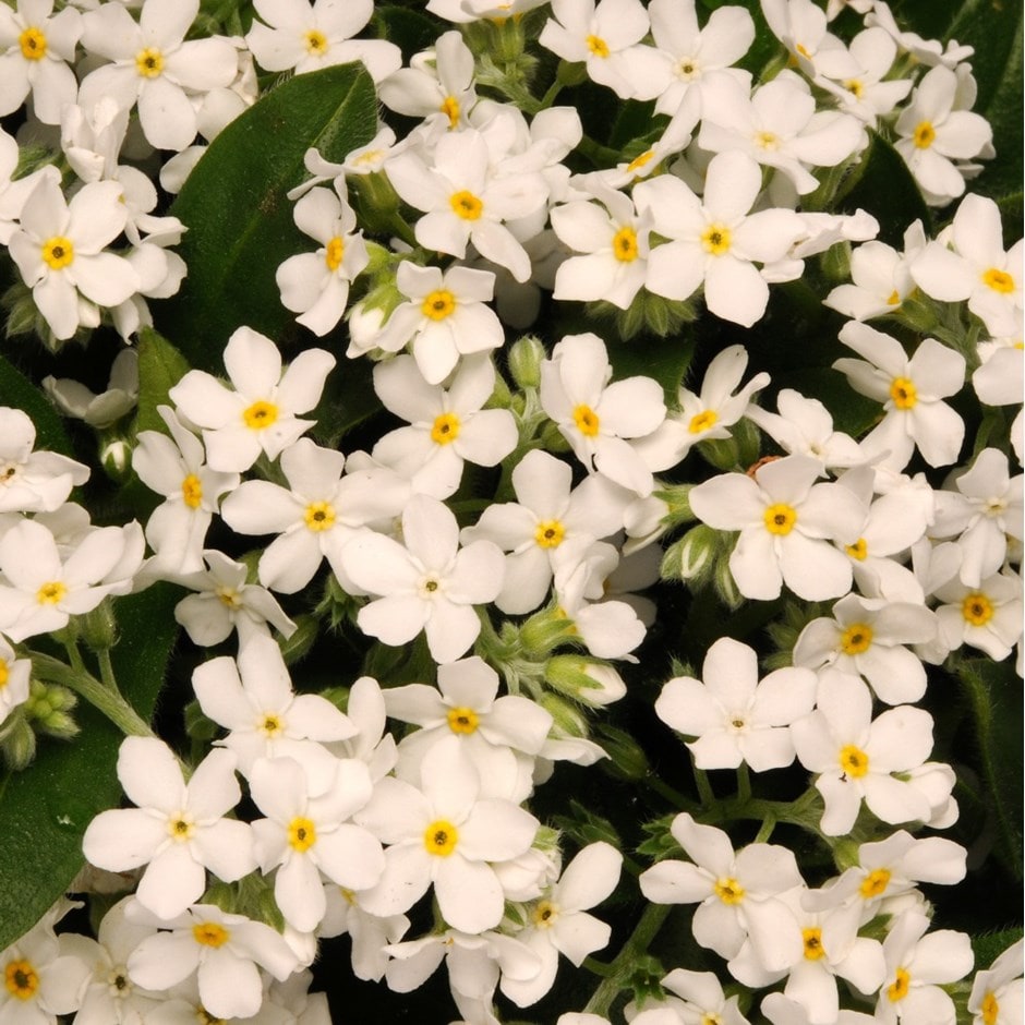forget me not (Myosotis sylvatica)