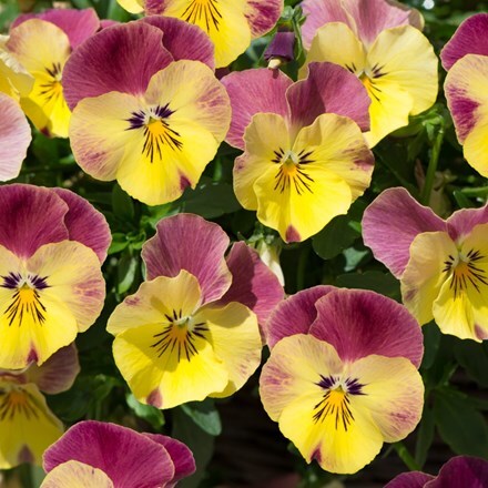 Viola × wittrockiana Cool Wave Strawberry Swirl