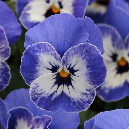 Viola Sorbet XP Delft Blue (Sorbet XP Series)