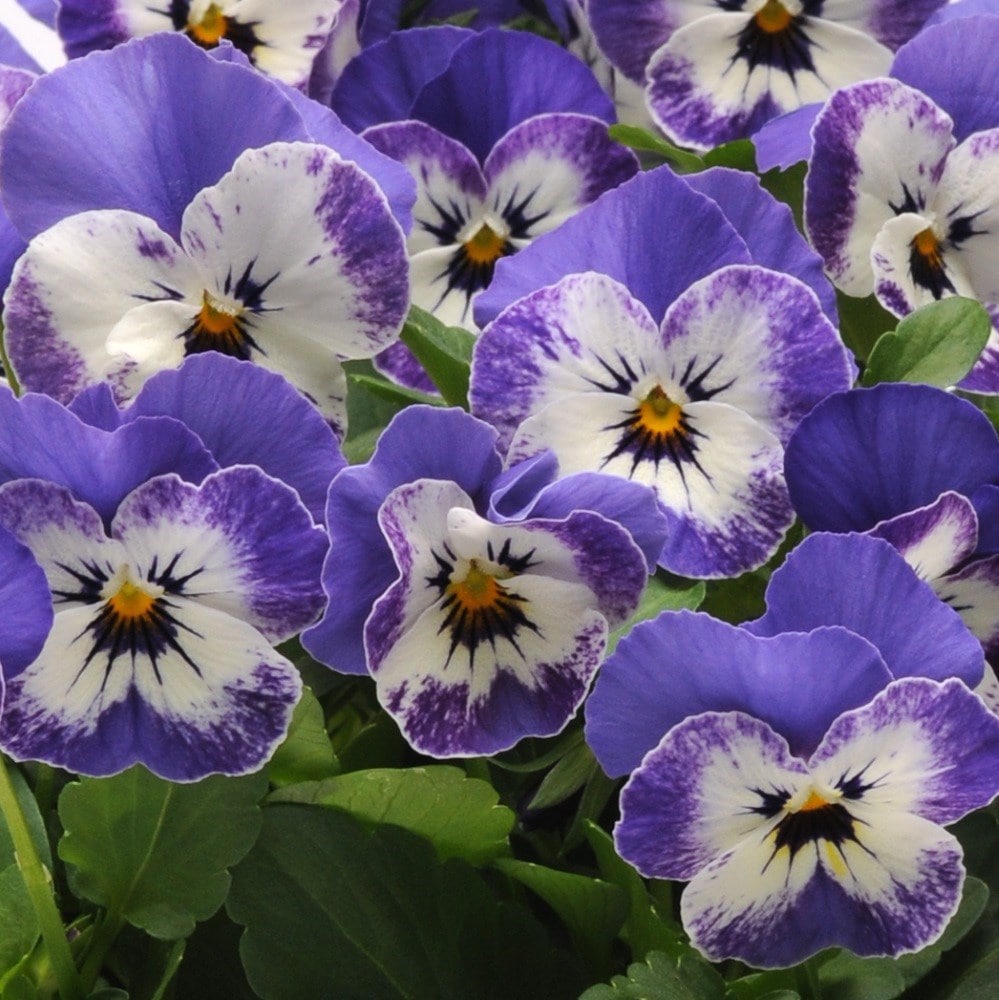 <i>Viola</i> <b>Sorbet XP Delft Blue</b> (Sorbet XP Series)