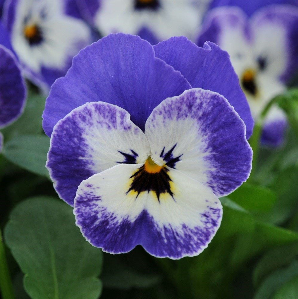 <i>Viola</i> <b>Sorbet XP Delft Blue</b> (Sorbet XP Series)