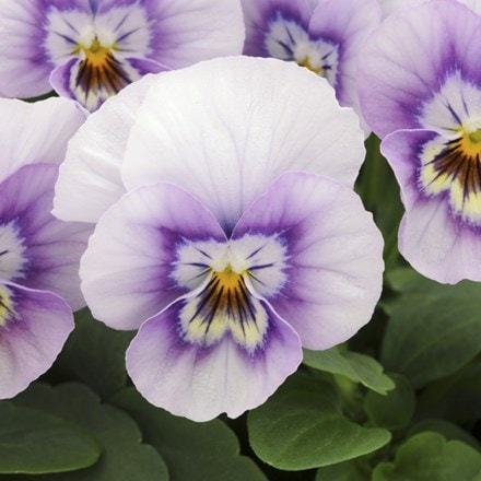 Viola Sorbet XP Pink Halo (Sorbet XP Series)