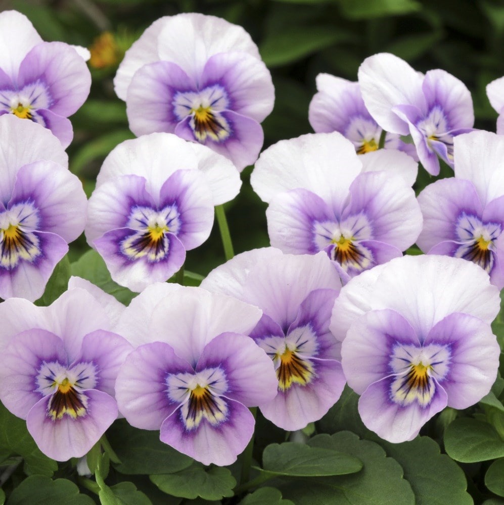 <i>Viola</i> <b>Sorbet XP Pink Halo</b> (Sorbet XP Series)